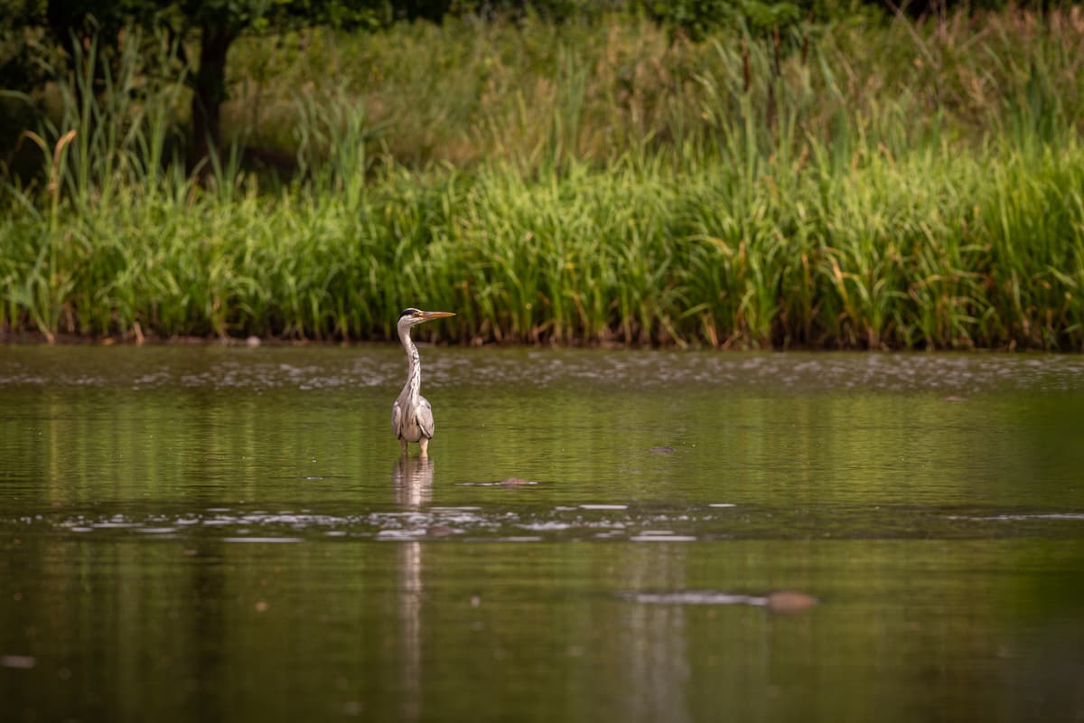 Wetland Biodiversity