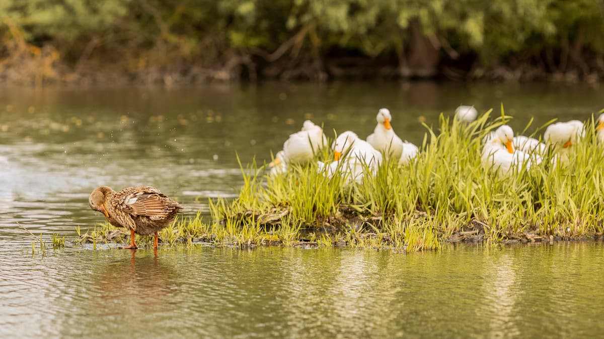 Wetland Restoration